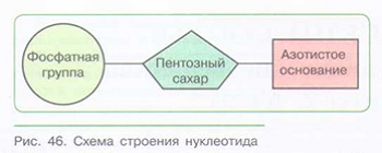 ХИМИЧЕСКИЙ СОСТАВ ОРГАНИЗМА: органические вещества_003